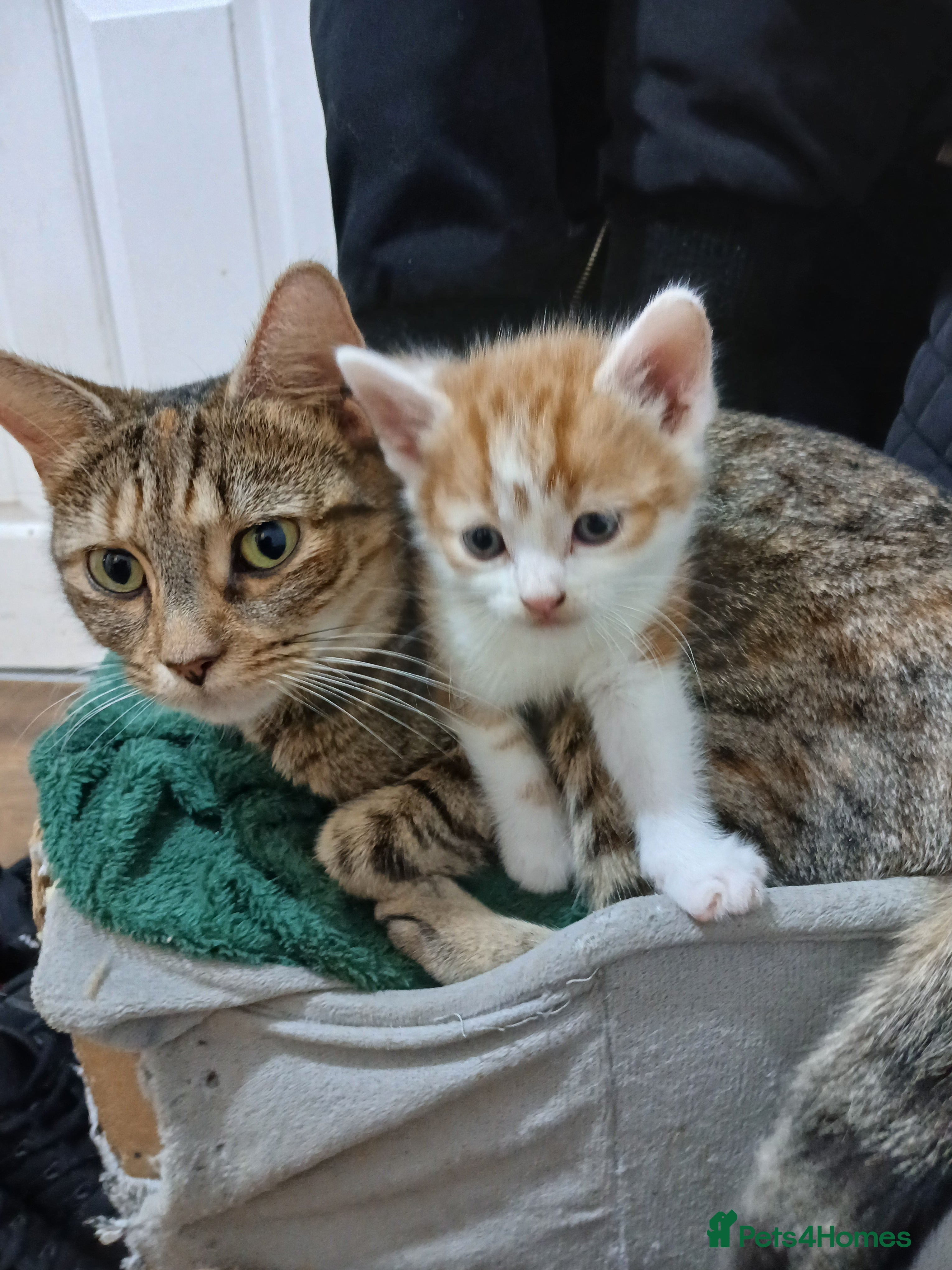 Mixed Breed cats Beautiful kittens - Advert 1