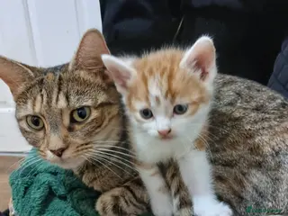 Mixed Breed cats Beautiful kittens - Advert 1