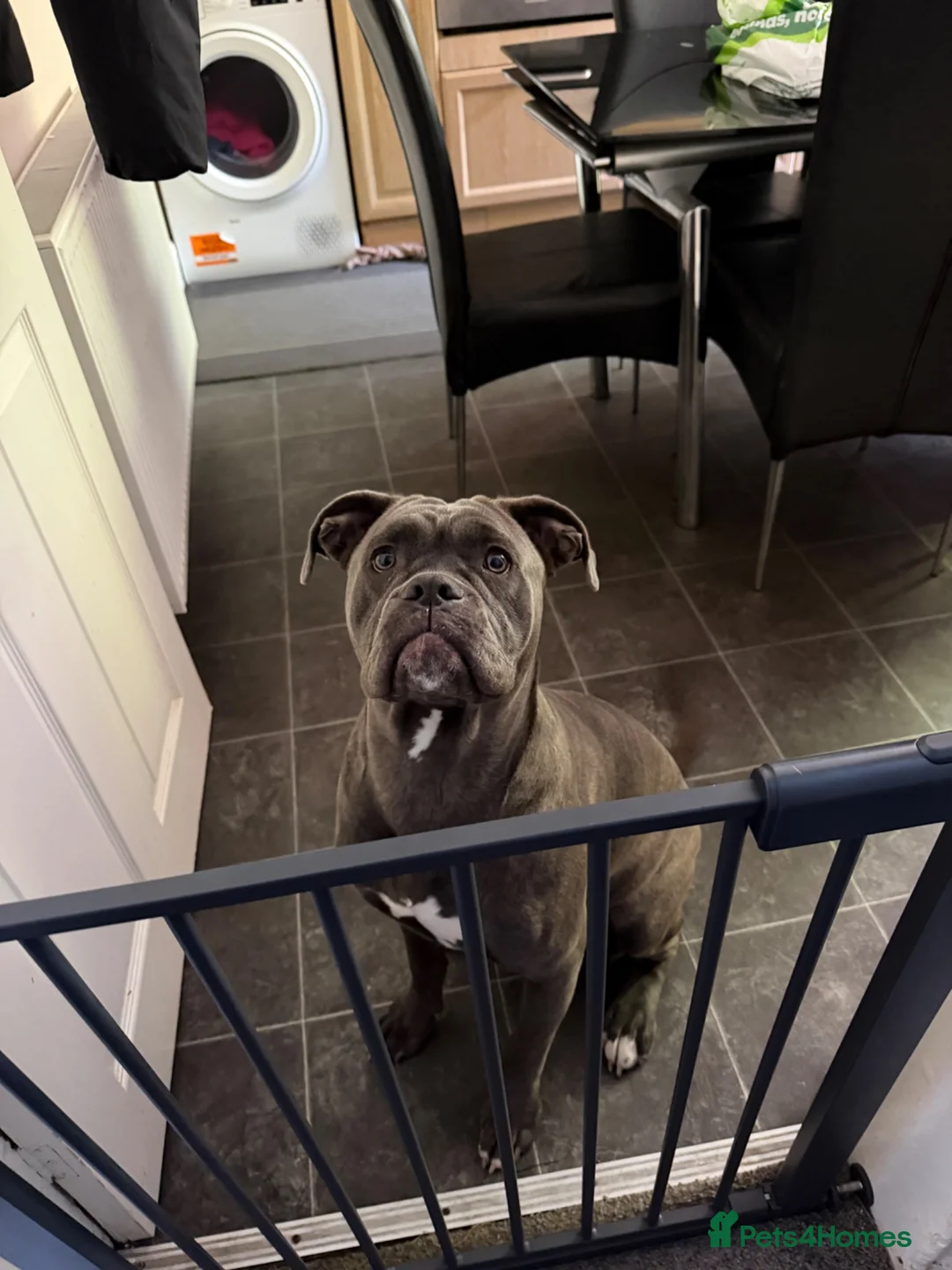 Cane Corso dogs for sale: Cane Corso - Advert 2