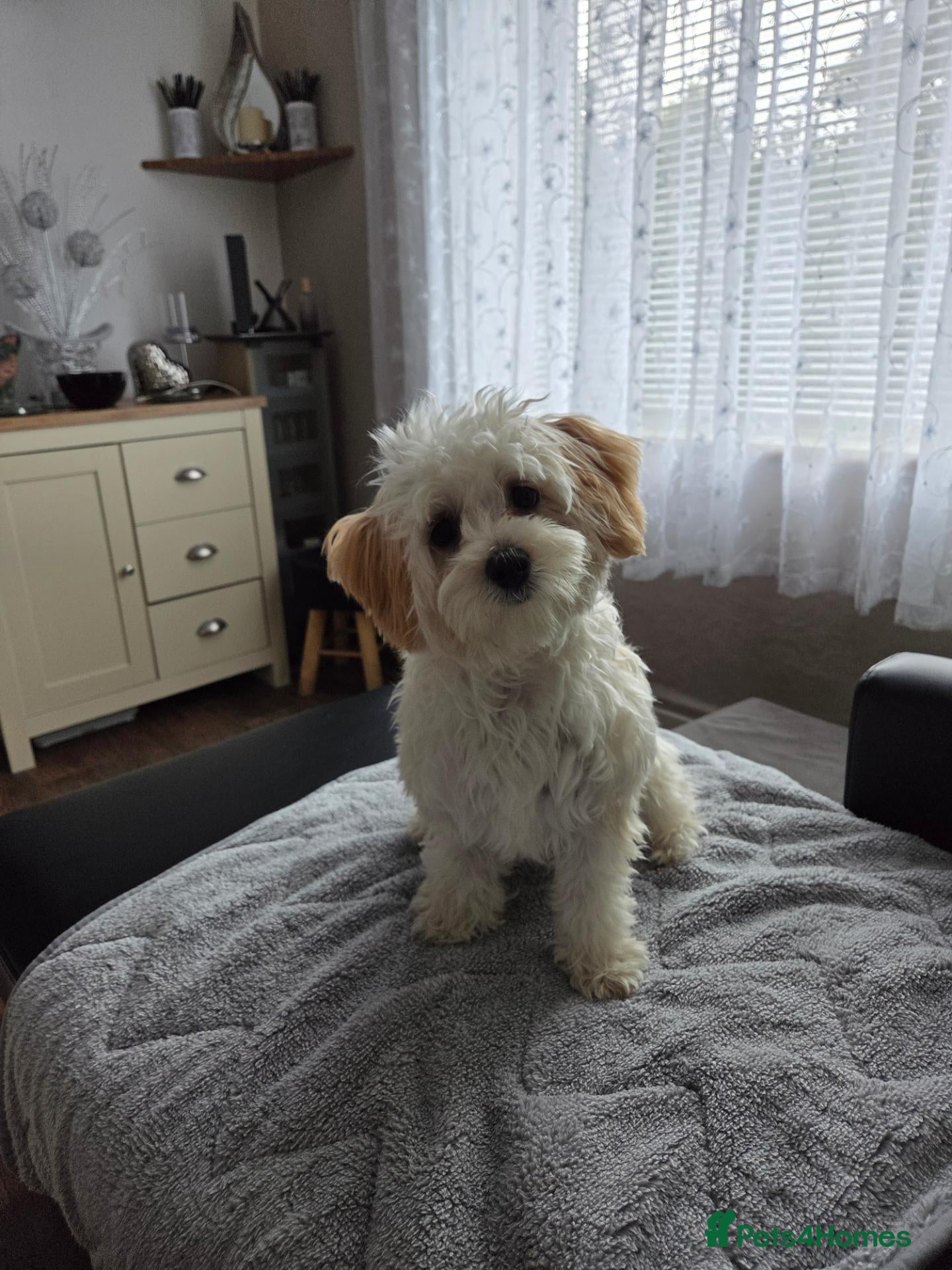 Maltipoo dogs Michael - Advert 5