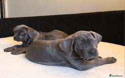 Cane Corso dogs for sale: BEAUTIFUL BLUE CANE CORSO GIRLS - Image 9