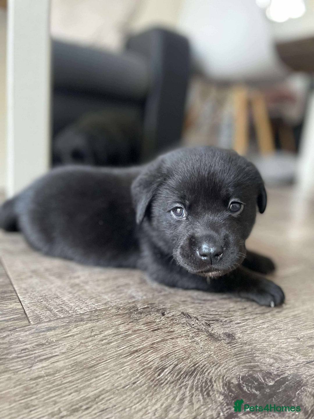 Labrador Retriever dogs for sale: Healthy Labrador Puppies Looking for Forever Homes - Advert 20