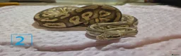 Python Snake reptiles for sale: rehoming/ breeding snakes - Advert 17