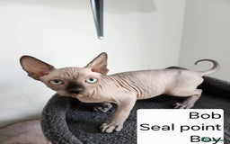 Sphynx cats for sale: REDUCED Ready now qualityTica Canadian kittens - Image 16
