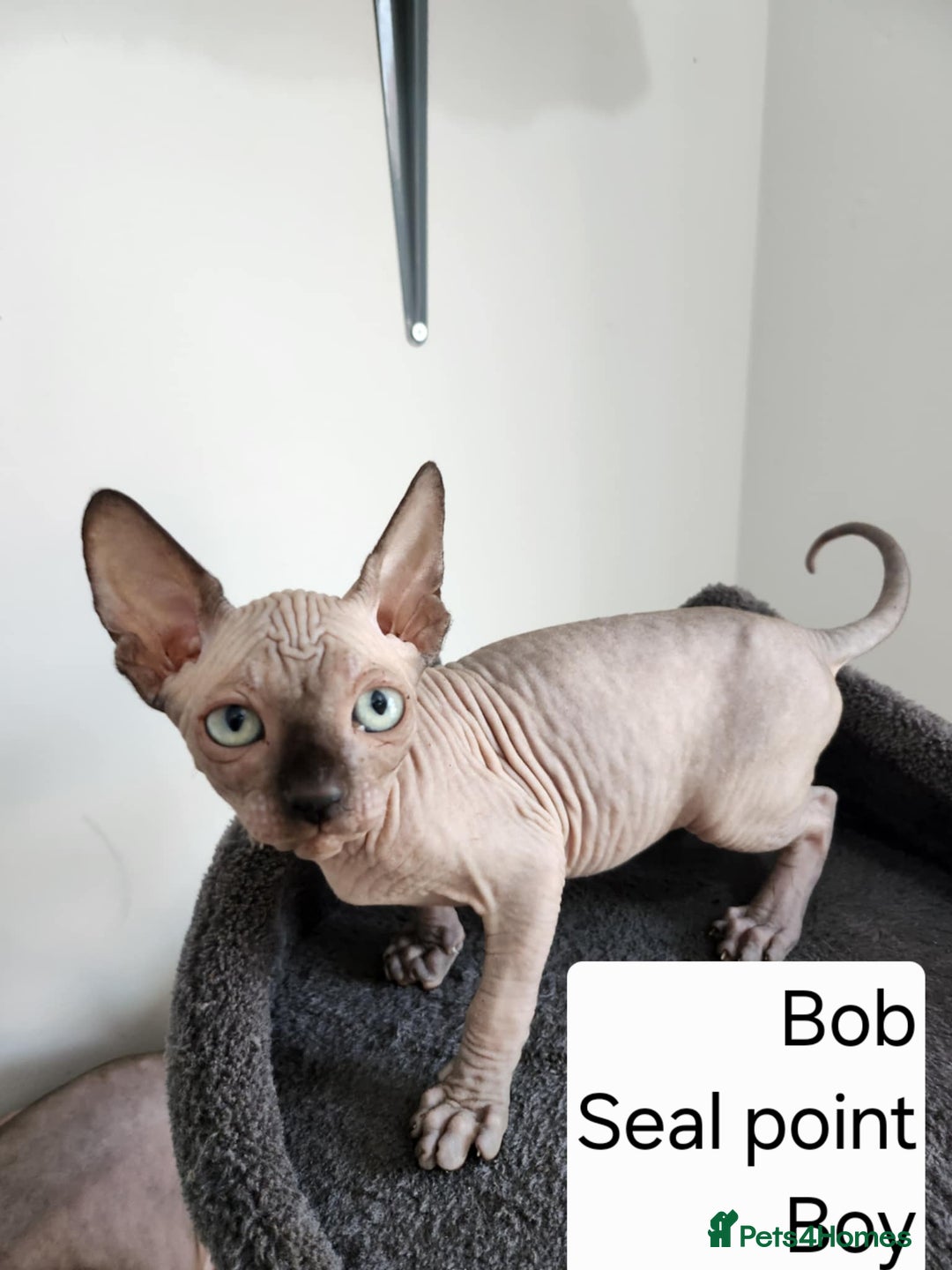 Sphynx cats for sale: REDUCED Ready now qualityTica Canadian kittens - Image 16