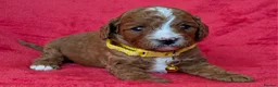 Cavapoo dogs for sale: Adorable Cavapoo Puppies From Licensed Breeder - Advert 19