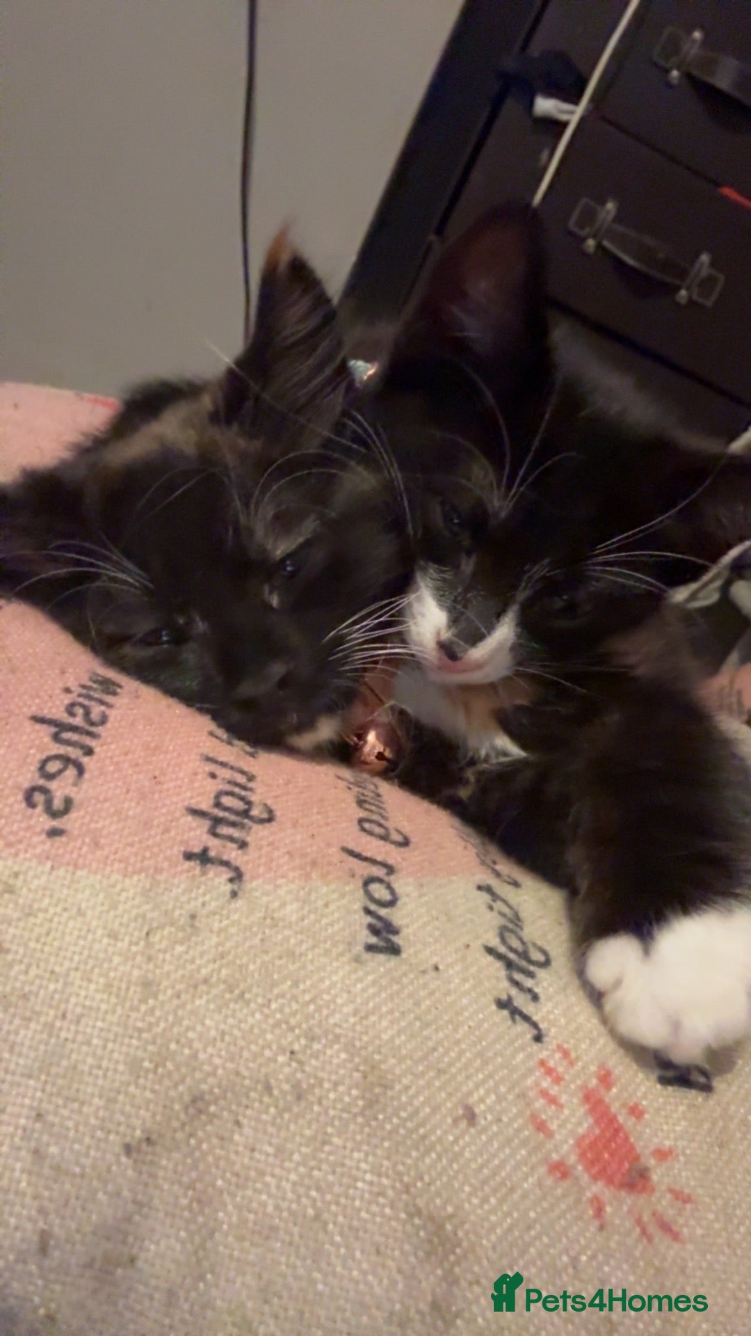 Domestic Shorthair cats 7 month old male domestic shorthair  - Advert 6