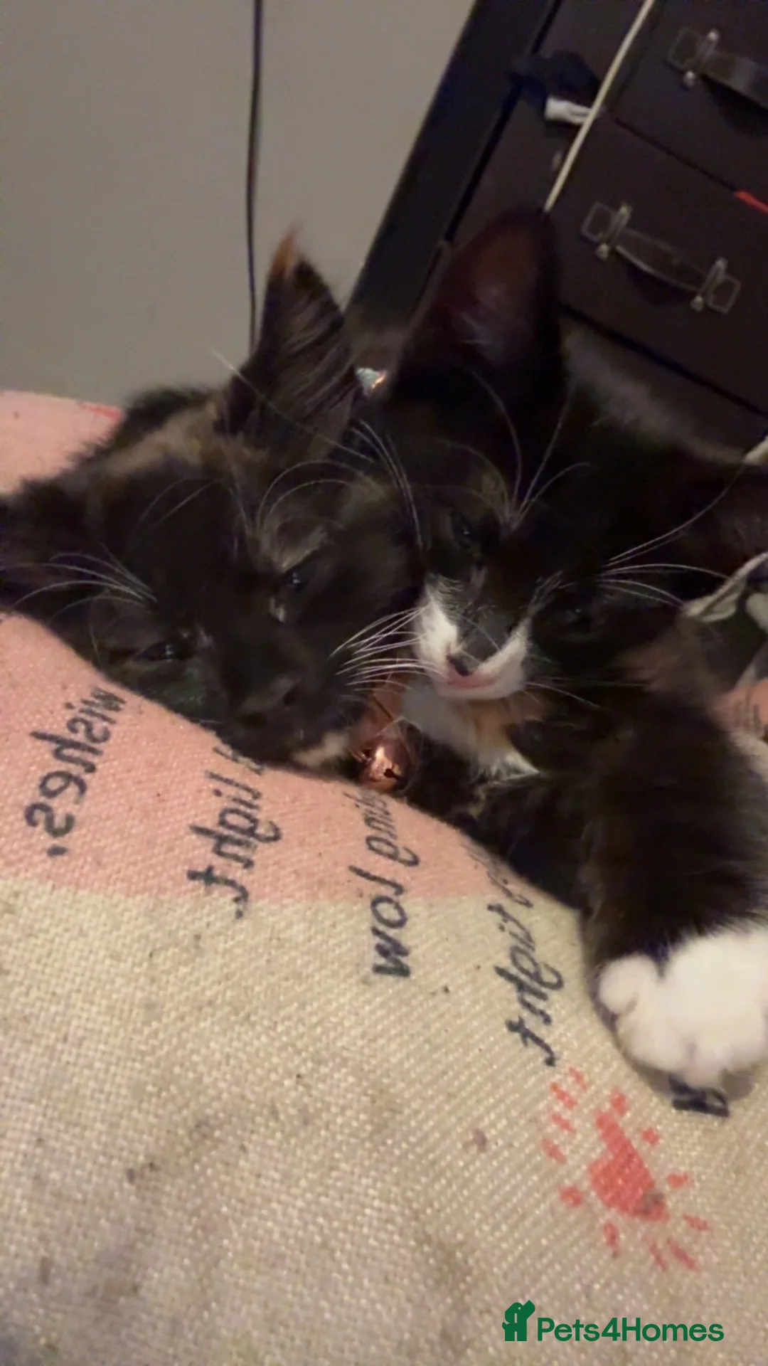 Domestic Shorthair cats for sale: 7 month old male domestic shorthair  in Chatham - Advert 1