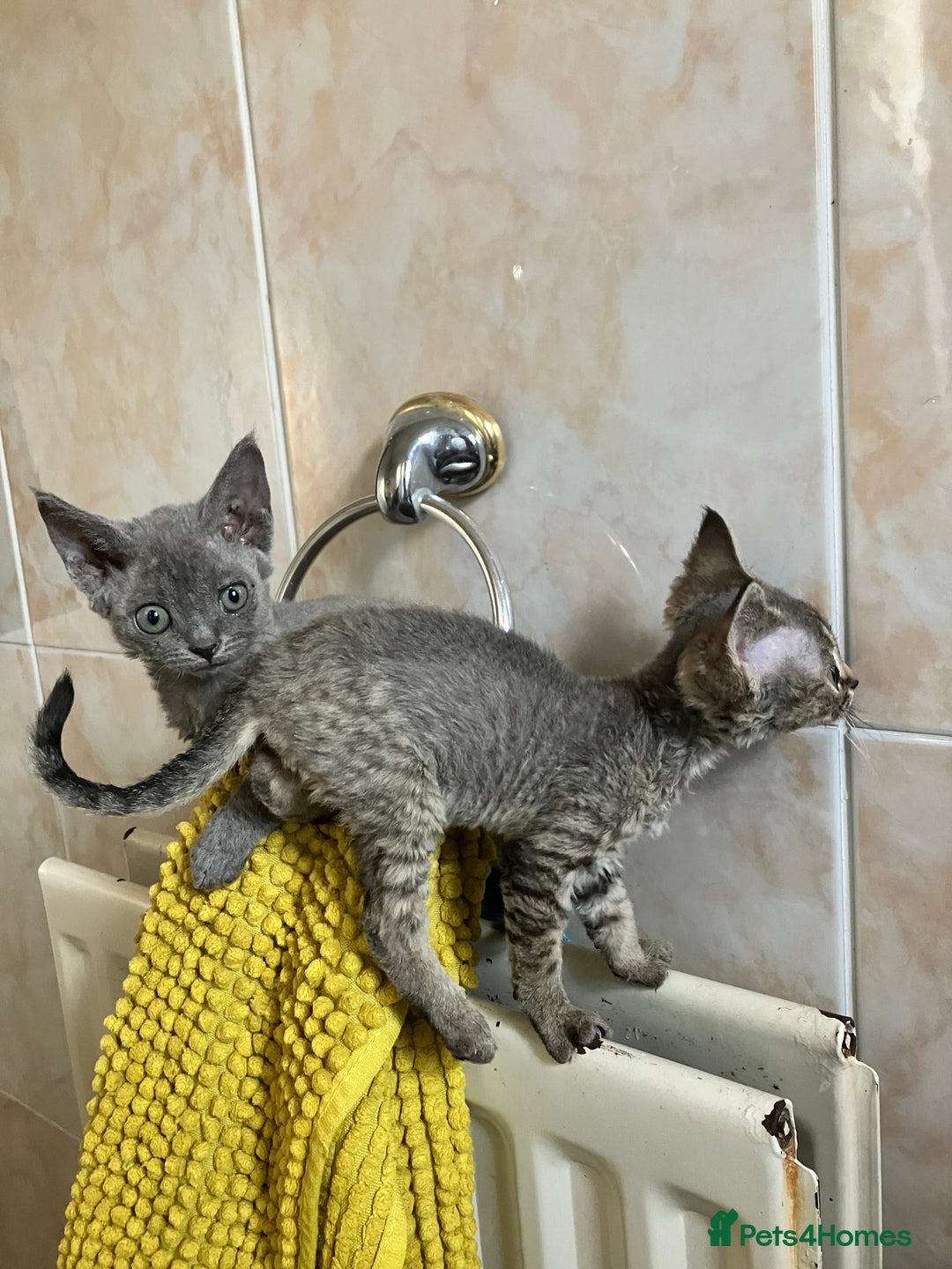 Devon Rex cats for sale: GCCF Registered Pedigree Devon Rex Kittens ❤️ in Leeds - Image 23