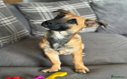 Mixed Breed dogs for sale: Mixed breed puppy  - Image 3