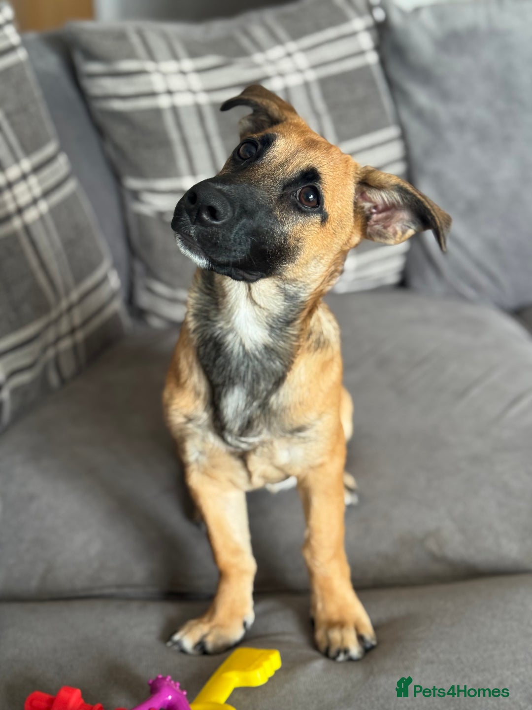Mixed Breed dogs for sale: Mixed breed puppy  - Image 3