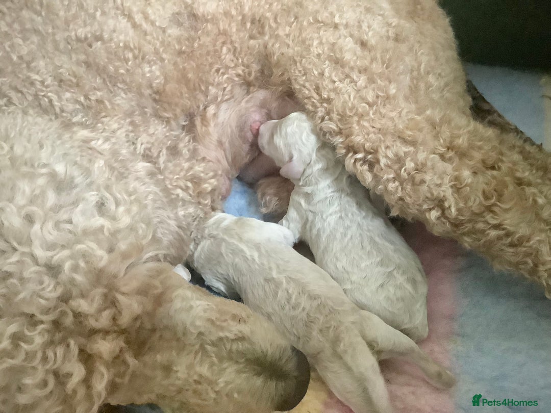 Standard Poodle dogs for sale: KC Standard Poodle Puppies - Image 3