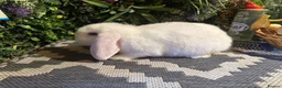 Mini Lop rabbits for sale: 9 week old mini lop boy ready to go  - Advert 2