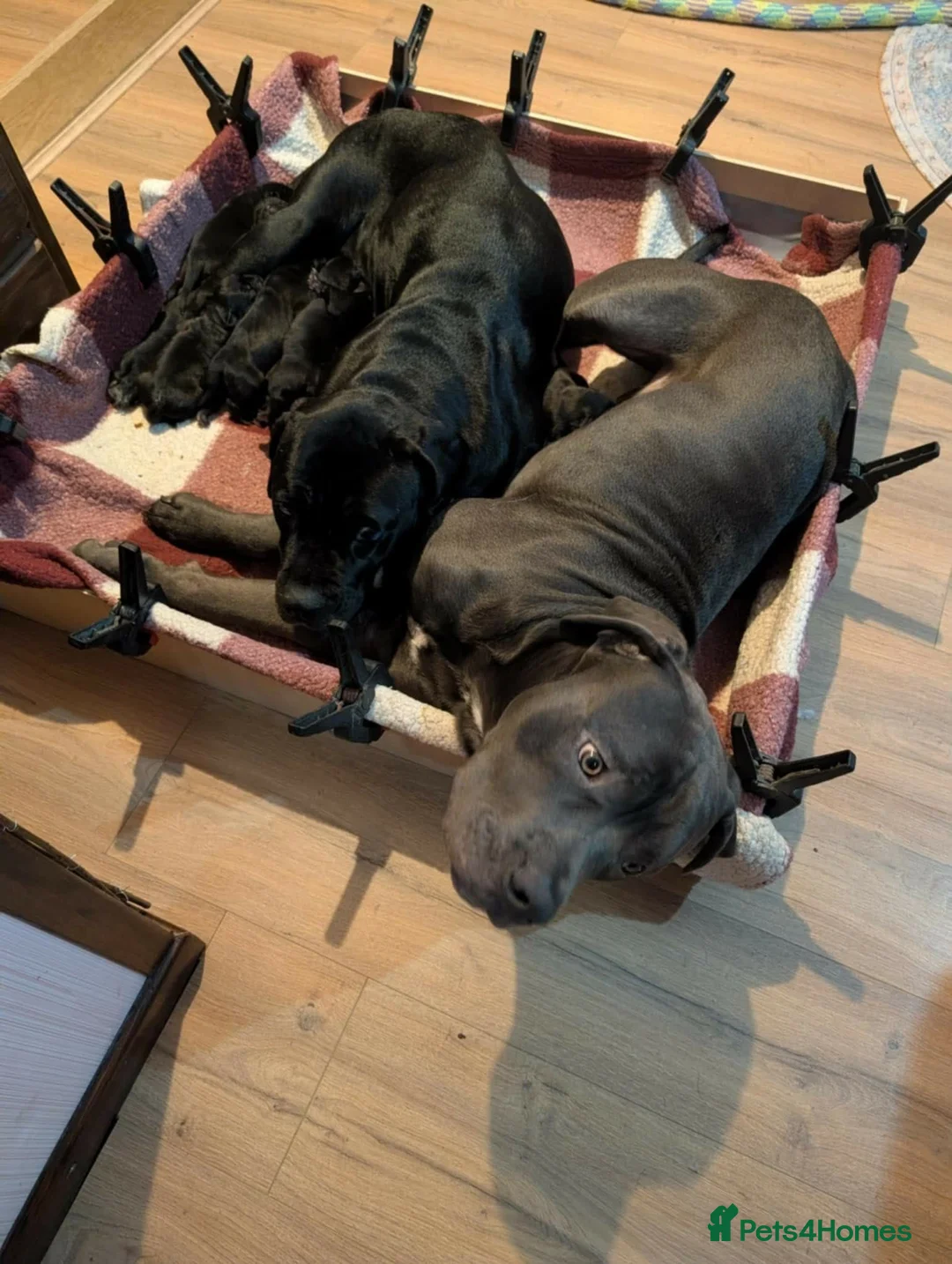 Cane Corso dogs for sale: ⚡Cane Corso puppies ⚡ - Advert 13