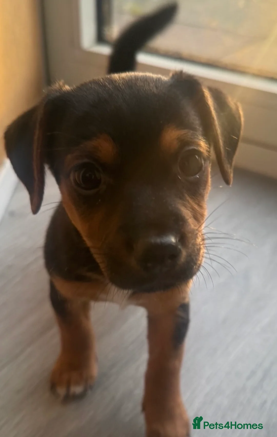 Jack Russell dogs for sale: Beautiful Miniature Jack Russell Puppies - Advert 6