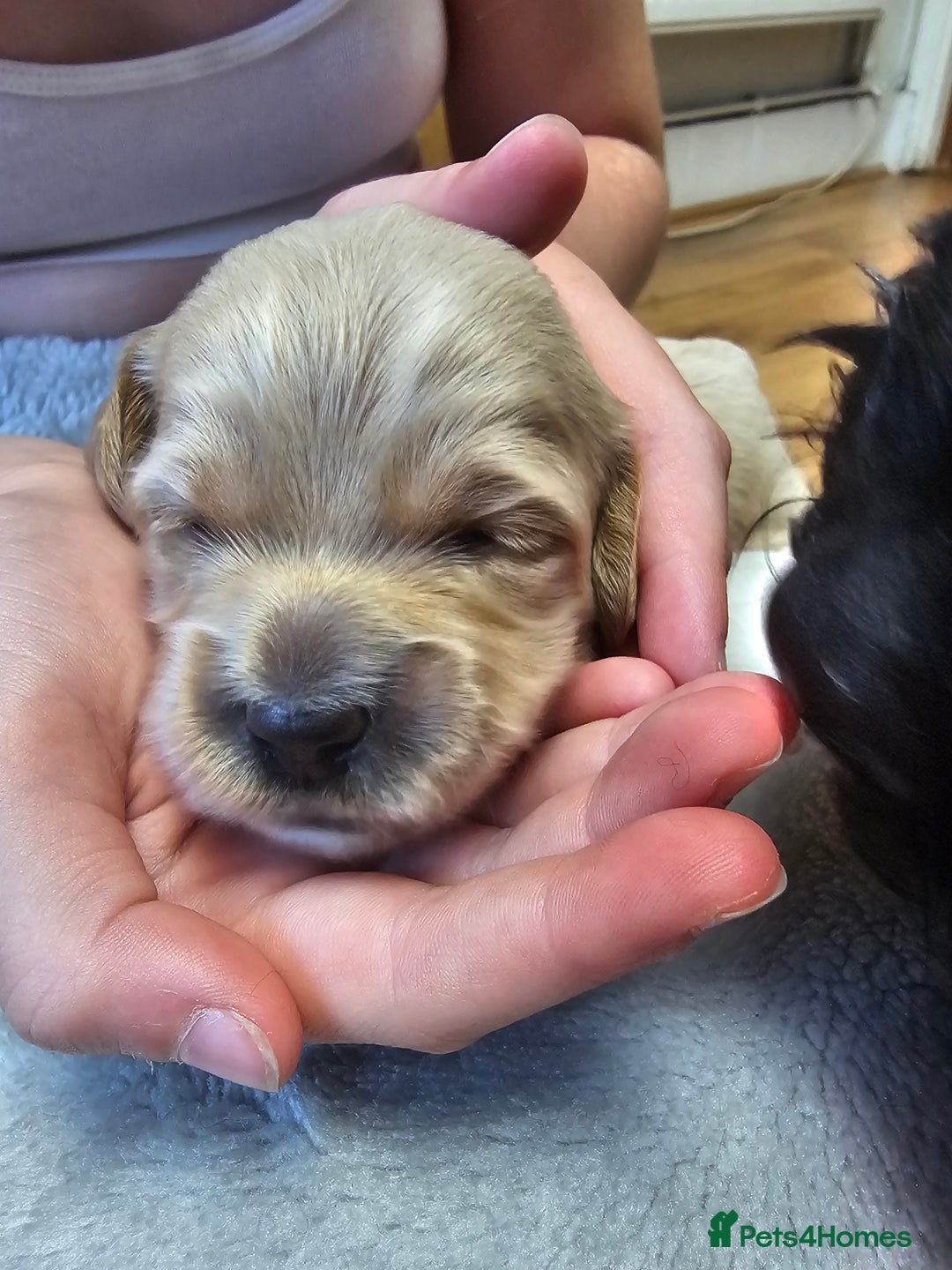 Cockapoo dogs for sale: 4 beautiful cockapoo puppies - Image 20
