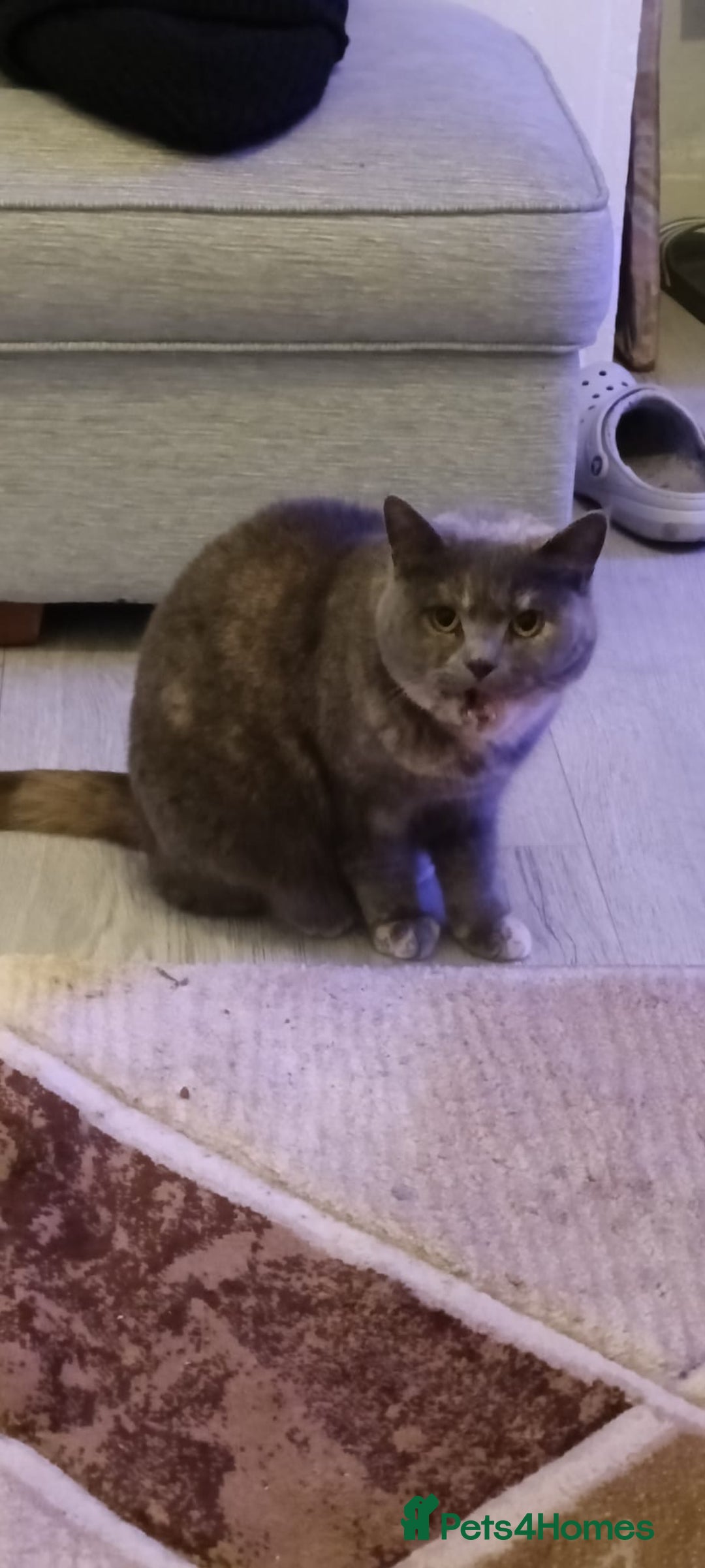 Persian cats for sale: Persian blue - Advert 2