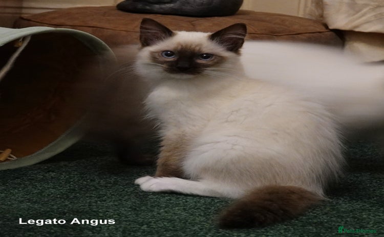 Ragdoll cats - Advert 16