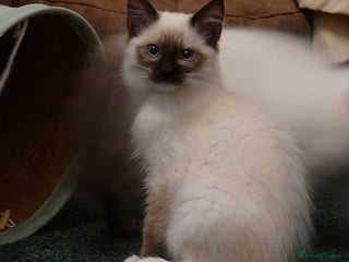 Ragdoll cats - Advert 24