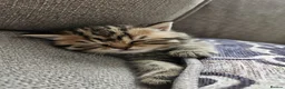 British Shorthair cats for sale: Beautiful GCCF Registered Kittens For Sale - Advert 15