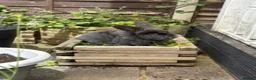 Mixed Breed rabbits for sale: Lion x Rex 3.5years  in Bristol - Advert 1