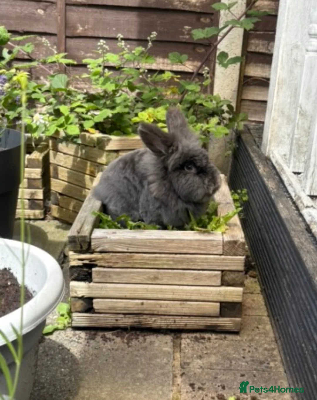 Mixed Breed rabbits for sale: Lion x Rex 3.5years  in Bristol - Advert 1