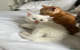Domestic Shorthair cats for sale: Four beautiful male kittens  - Image 13