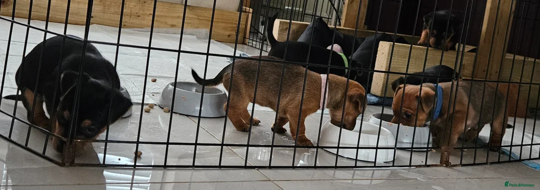 Jack Russell dogs for sale: Gorgeous Jack Russell pups ready to reserve - Advert 6