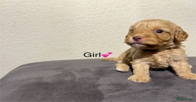 Cavapoo dogs - Advert 10