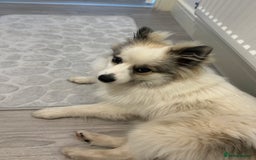 Pomeranian dogs for sale: Girl Pomeranian - Image 4