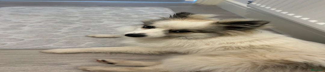 Pomeranian Puppy 1