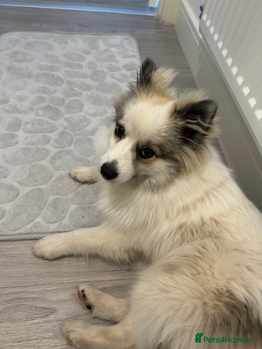 Pomeranian dogs for sale: Girl Pomeranian - Image 4