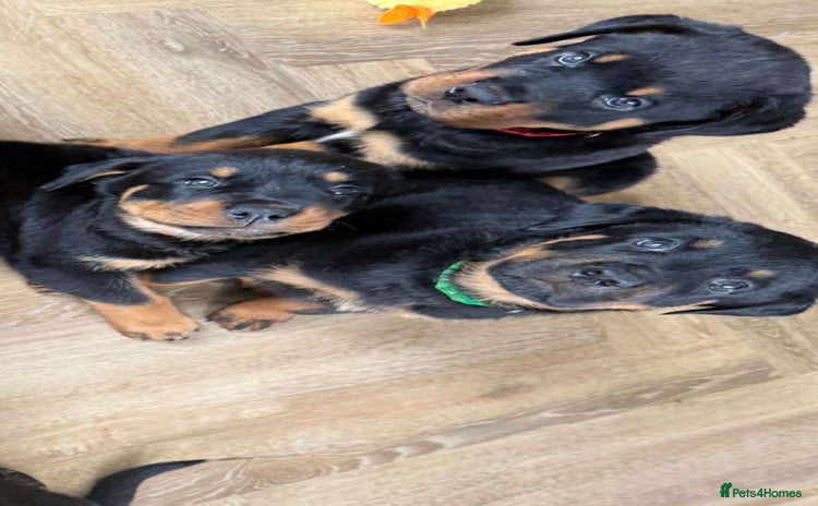 Rottweiler dogs in Evesham - Advert 5