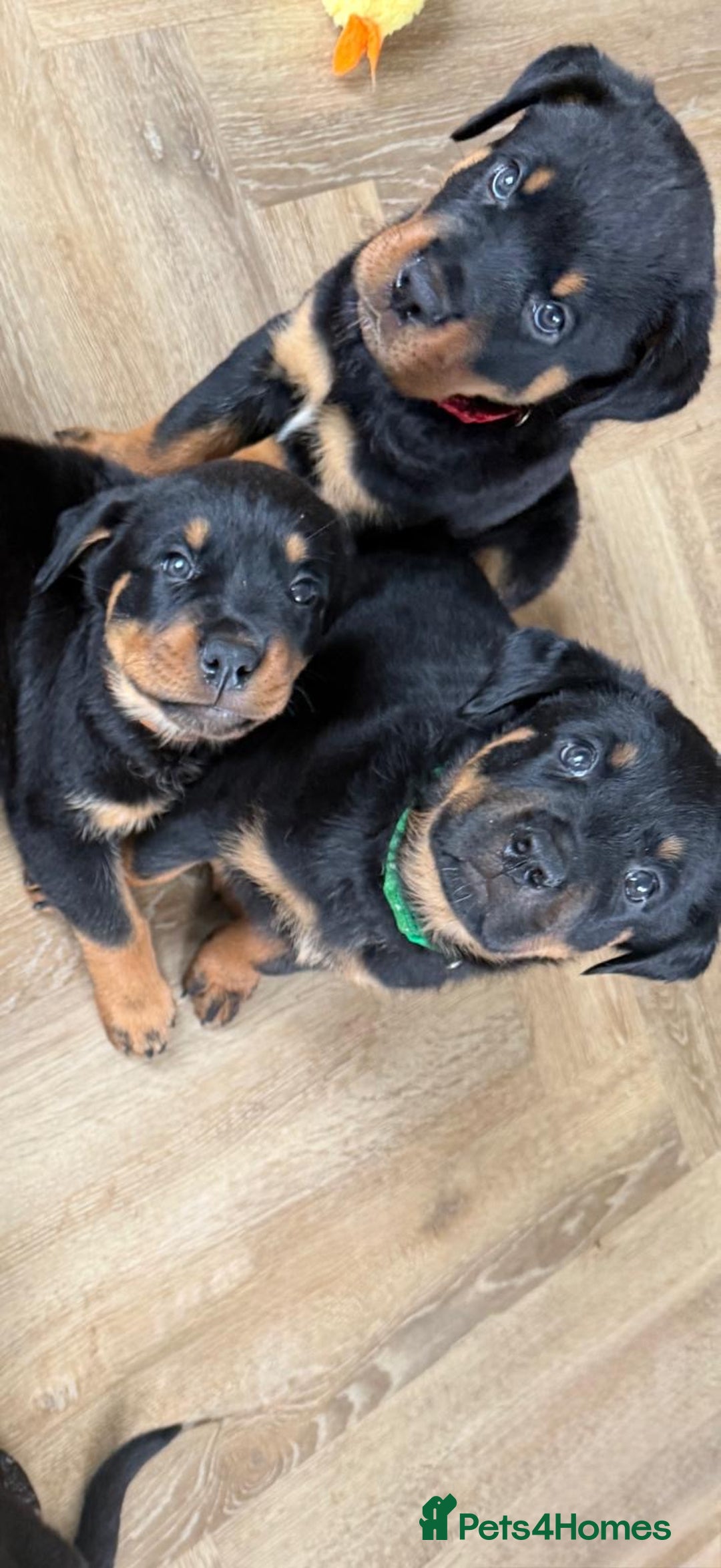 Rottweiler dogs for sale: X1 female rottweiler puppy left! 8 weeks old today in Evesham - Image 10