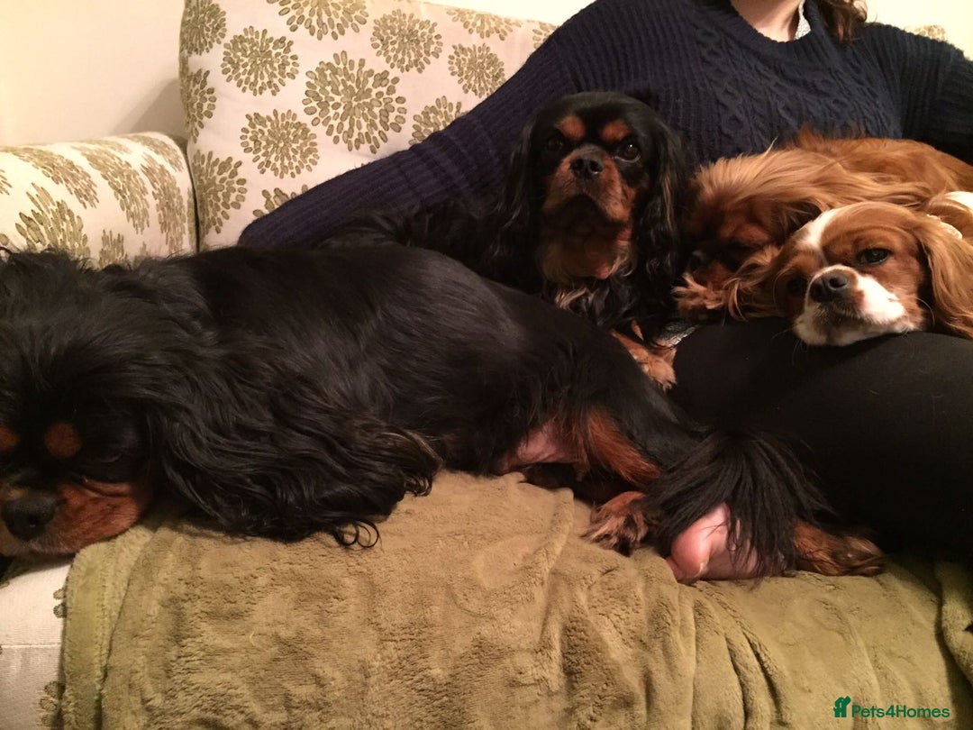 Cavalier King Charles Spaniel dogs for sale:  KC, Health Tested, ready to leave now  - Advert 16