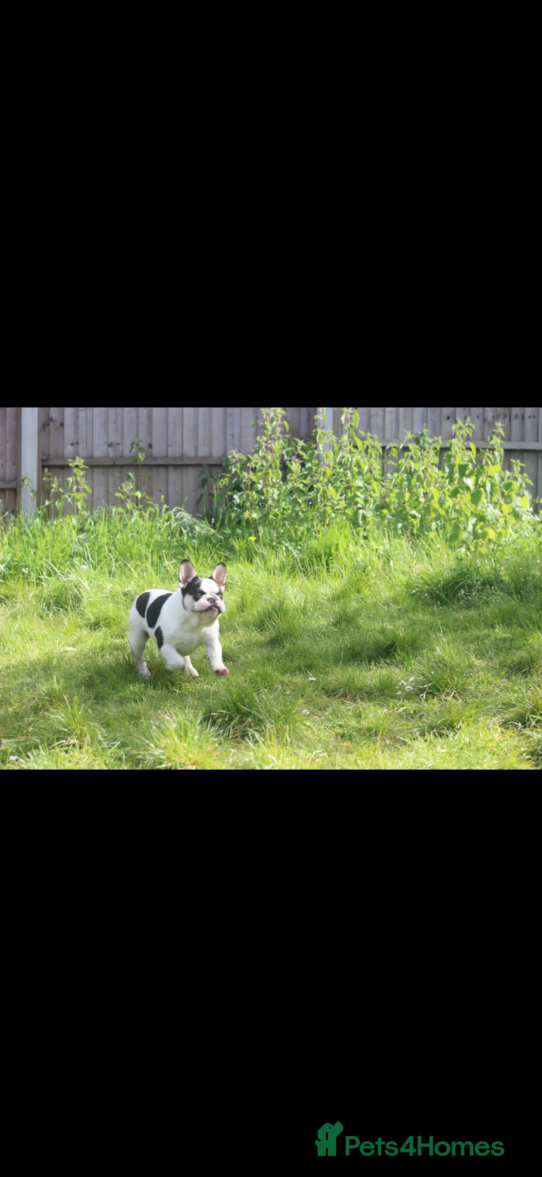 French Bulldog dogs for sale: X1 Platinum boy and x1 Black pied girl  - Advert 17