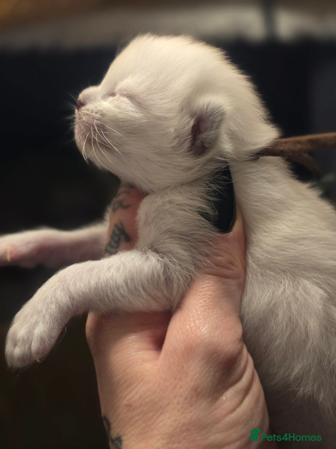 Ragdoll cats for sale: Precious GCOF Registered Ragdoll Kittens - 3 Boys - Advert 11