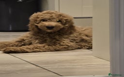 Goldendoodle dogs for sale: Amazing Minature Goldendoodle  - Image 4