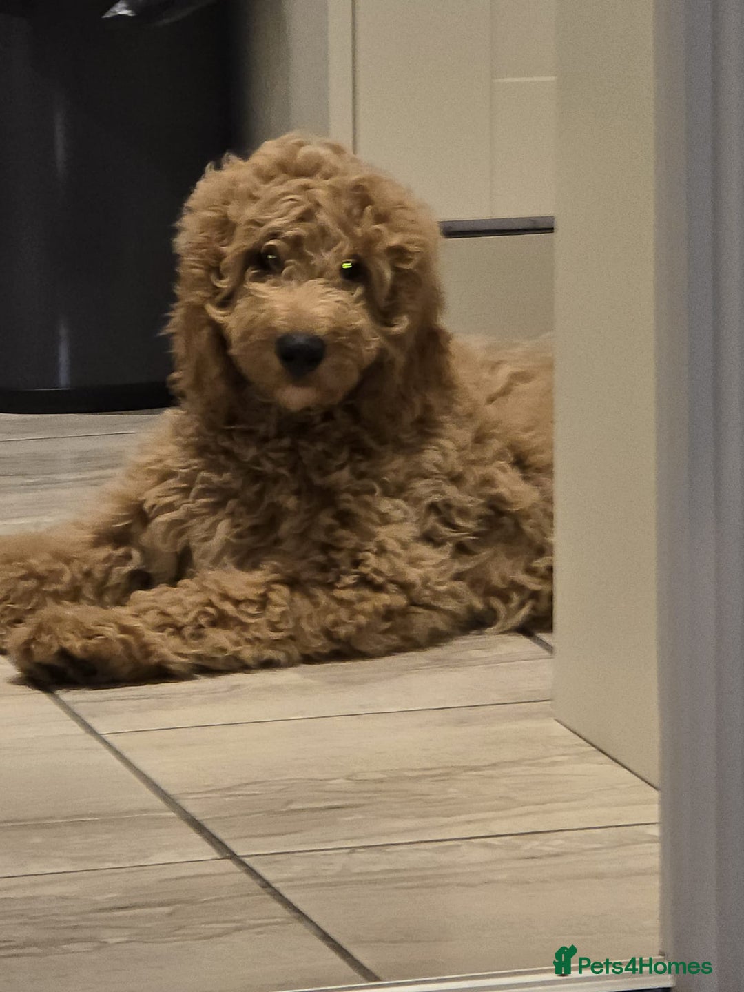 Goldendoodle dogs for sale: Amazing Minature Goldendoodle  - Image 4
