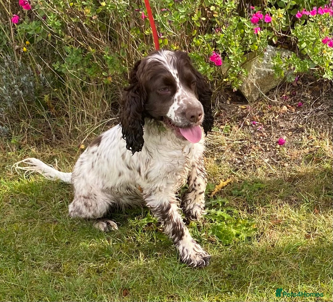 Cocker Spaniel dogs for sale: Adorable show cocker spaniel - Advert 4