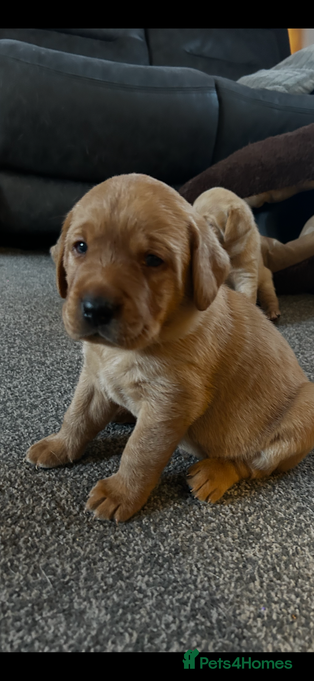 Labrador Retriever dogs for sale: Pure breed Labrador pups  - Advert 6