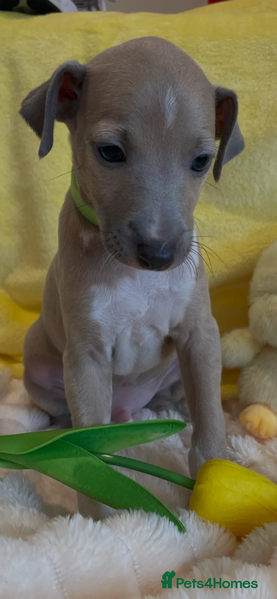 Mixed Breed dogs for sale: Gorgeous 3/4 ITALIAN GREYHOUND pups - Advert 18