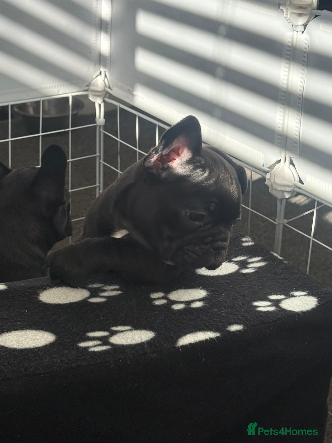 French Bulldog dogs for sale:  Adorable Frenchies Puppies Ready for them home - Image 14
