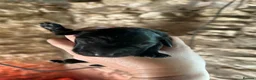 Labrador Retriever dogs for sale: KC registered Black Labrador Pups  in Scarborough - Advert 4
