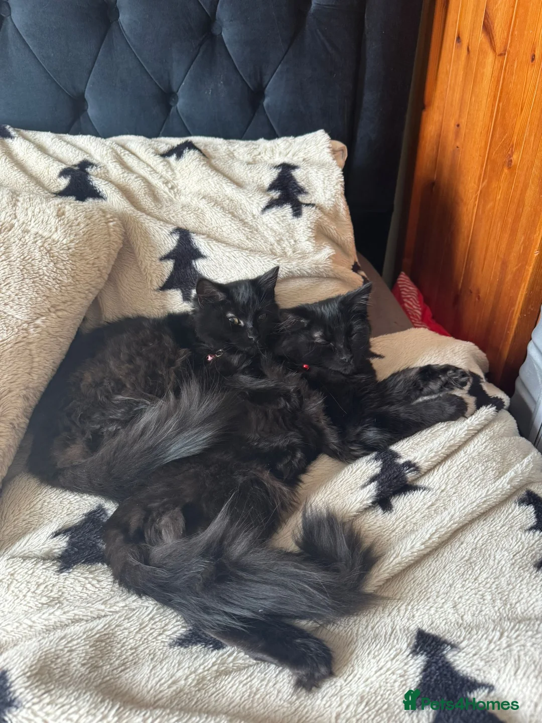 Mixed Breed cats for sale: Beautiful fluffy kittens  - Advert 21