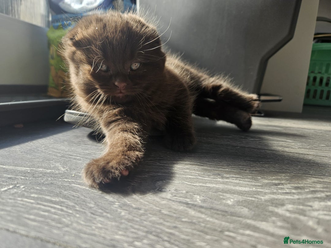 Scottish Fold cats for sale: SF 2 males available  - Image 18