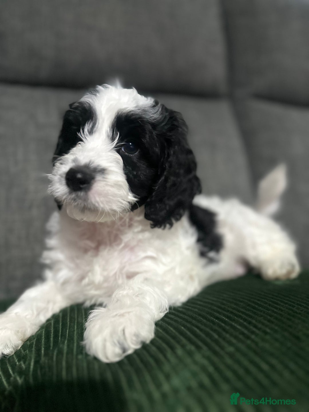 Mixed Breed dogs for sale: 3 LEFT - Cockapoo Cavapoo Puppies - READY TO GO - Advert 4