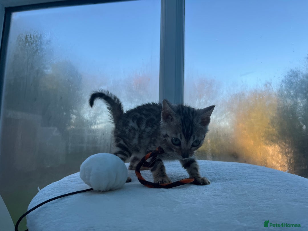 Bengal cats for sale: CUTE SILVER FEMALE BENGAL KITTEN (TICA)  - Advert 7