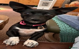 Mixed Breed dogs for sale: Chihuahua x Jack Russell Bitch - Image 1