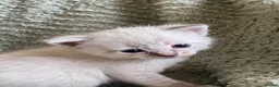 Mixed Breed cats for sale: Adorable fluffy ragdoll x kittens in Okehampton - Advert 23